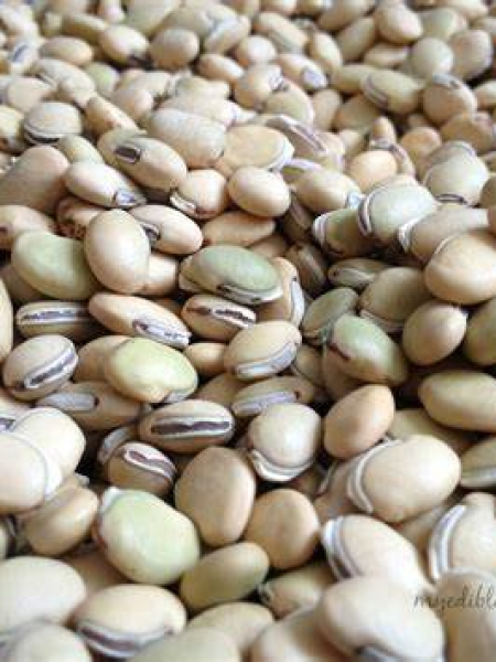 WHITE FIELD BEAN(வெள்ளை மொச்சை )