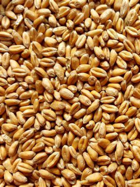 wheat(கோதுமை )